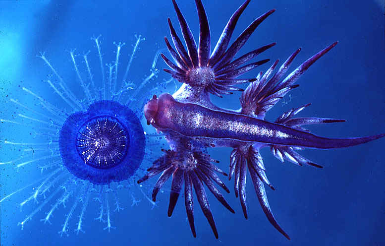 http://www.imagequest3d.com/pages/articles/images/higher_res/glaucus_eating_velella.JPG