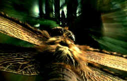 Flight on the back of a dragonfly through a prehistoric Jungle For the IMAX production - 'On The Wing'