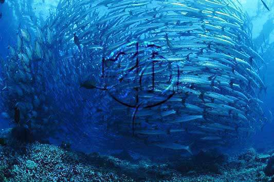 Barracudas family Sphyraenidae all belong to one genus Sphyraena