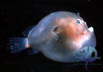 Click here to go to the Deep Sea Image Catalogue