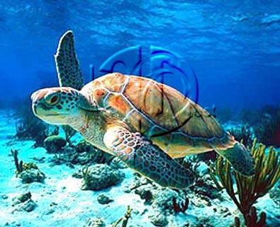 Green sea turtle