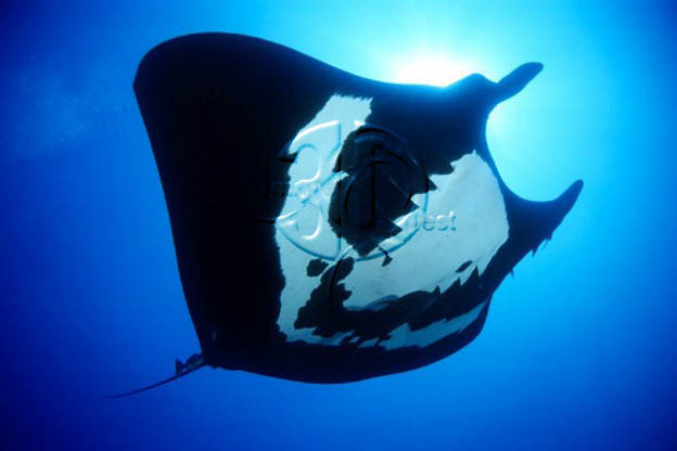 The Manta Ray or Devil Ray is the most spectacular member of the order