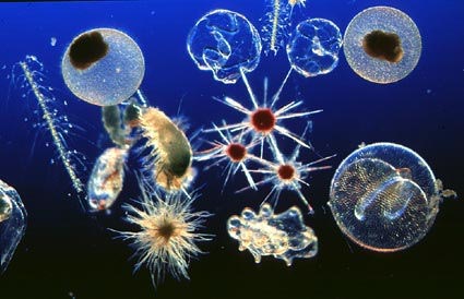 click here to go to the microplankton catalogue pages