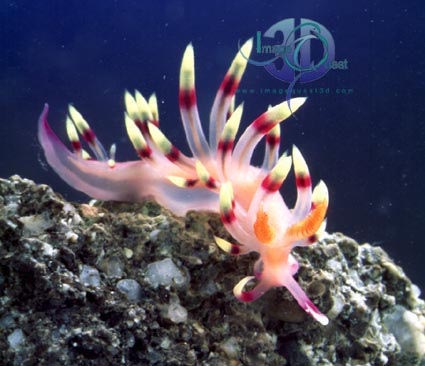 Flabellina sp.