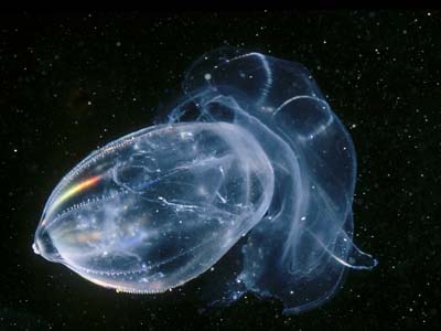 Click here to view Image Quest 3-D's ctenophore image catalogue