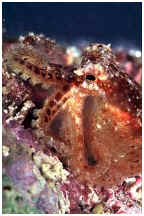 Juvenile Octopus