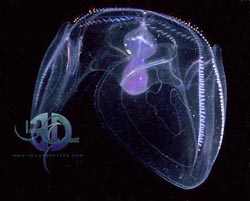 Click here to see further ctenophore photos and pictures