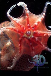 Click here to see further deep sea photos and pictures