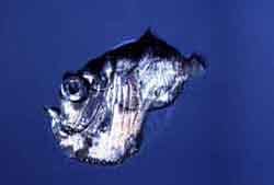 Click here to see further deep sea fish photos and pictures