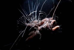 Click here to see further deep sea fish photos and pictures