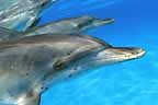 Click here to see further dolphin photos and  pictures