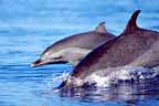 Click here to see further dolphin photos and pictures