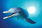Click here to see further dolphin photos and  pictures
