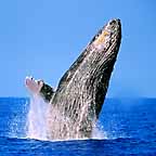 Click here to see further Humpback Whale photos and pictures