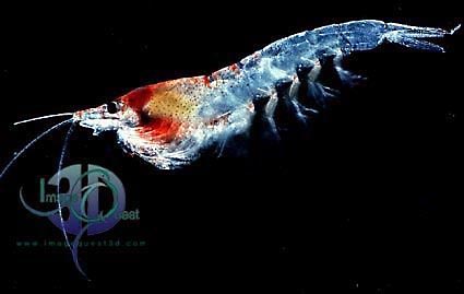 krill the euphausiid shrimp Define euphausiid shrimp euphausiid shrimp synonyms, euphausiid shrimp pronunciation, euphausiid shrimp translation, english dictionary definition of euphausiid shrimp. krill the euphausiid shrimp Define euphausiid shrimp euphausiid shrimp synonyms, euphausiid shrimp pronunciation, euphausiid shrimp translation, english dictionary definition of euphausiid shrimp.