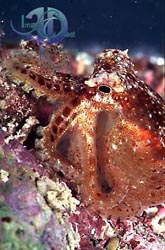 Click here to see further octopus photos and pictures