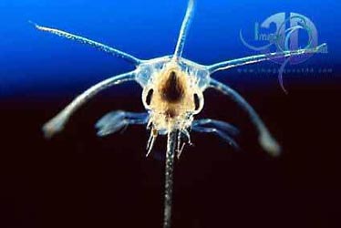 Click here to see further plankton photos and pictures