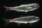 Click here to see further Lanternfish photos and pictures