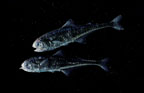 Click here to see further Lanternfish photos and pictures