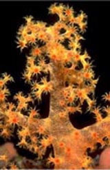 Click here to read more about morphological variation in soft corals