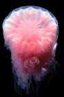 Click here to read about cannibalistic jellies