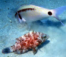 Click here to read about Goat Fish foraging relationships