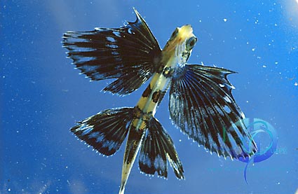Picture of the Week: Flying Fish