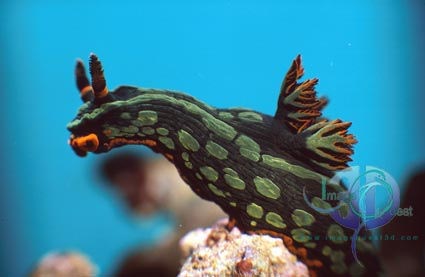 Greenspot Dorid (<i>Nembrotha kubaryana</i>)