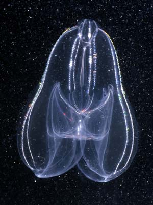 Click here to Image Quest 3-D's ctenophore image catalogue