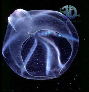 Click here to view Image Quest 3-D's ctenophore image catalogue