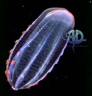 Click here to view Image Quest 3-D's ctenophore image catalogue