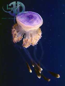 Click here to view Image Quest 3-D's jellyfish image catalogue