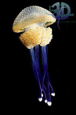 Click here to view Image Quest 3-D's jellyfish image catalogue