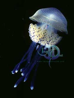 Click here to view Image Quest 3-D's jellyfish image catalogue