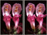 click here to go to the 3-D Galleries