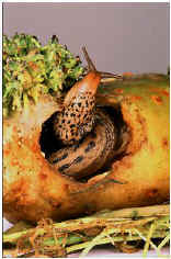 Leopard Slug