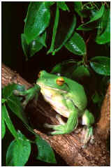 Treefrog