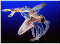 Cerianthid eating decapod shrimp larva