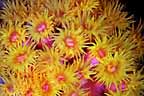 Click here to see further coral photos and pictures