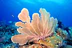 Click here to see further coral photos and pictures