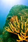 Click here to see further coral photos and pictures