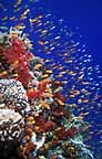 Click here to see further coral photos and pictures