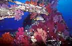 Click here to see further coral photos and pictures