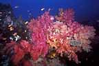 Click here to see further coral photos and pictures