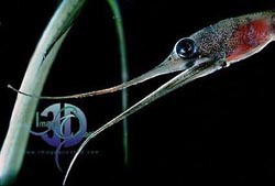 Click here to see further deep sea photos and pictures
