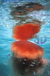 Click here to see further jellyfish photos and pictures