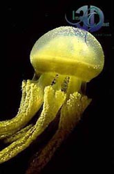 Click here to see further jellyfish photos and pictures