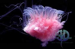 Click here to see further jellyfish pictures