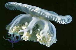 Click here to see further jellyfish pictures