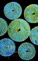 Click here to see further phytoplankton photos and pictures
